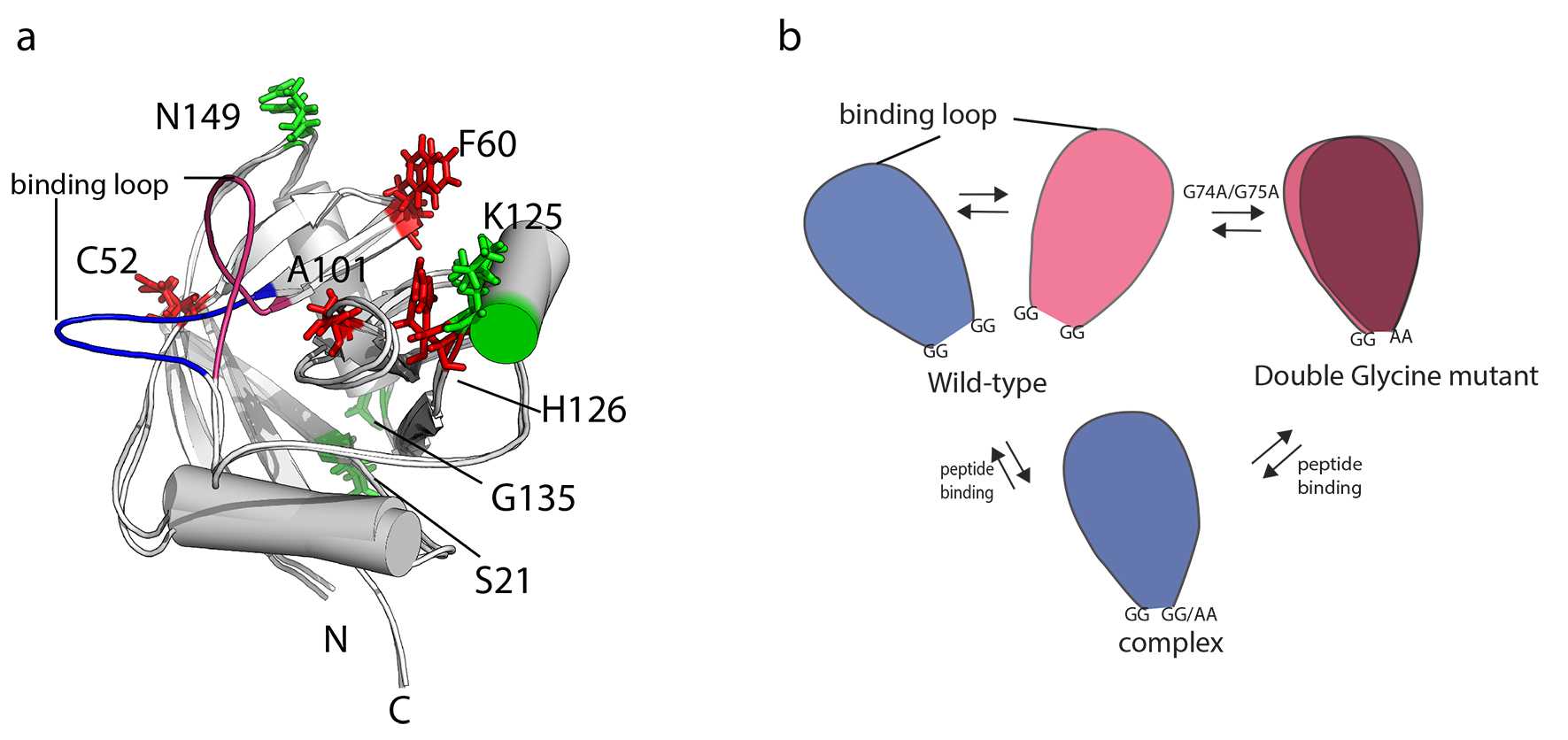 Protein conformational dynamics and function Biological Nuclear